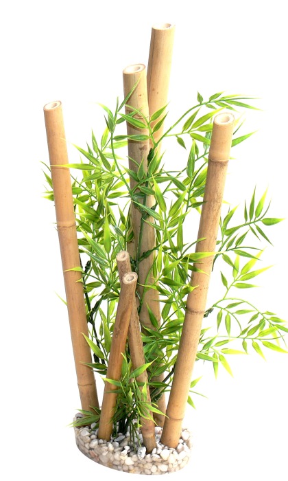 Bambou XL plantes 38 cm de haut [P3]