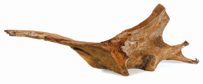 Mangrovenwurzel L, 30-60 cm