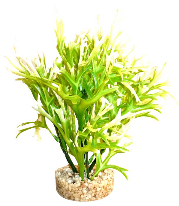 Plante Aqua Fern verte 19 cm de haut