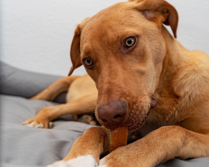 ausgelistet   Hundekaugummi XL (90 g) /  kein Nachfolger