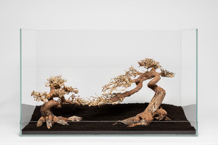 Claw-Bonsai M (25 x 40 cm)