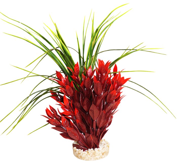Ruscus 25 cm de haut [P8]