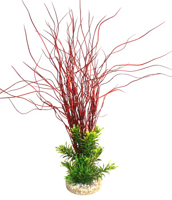 Plante Aqua Hair Leaves rouge 35 cm de haut