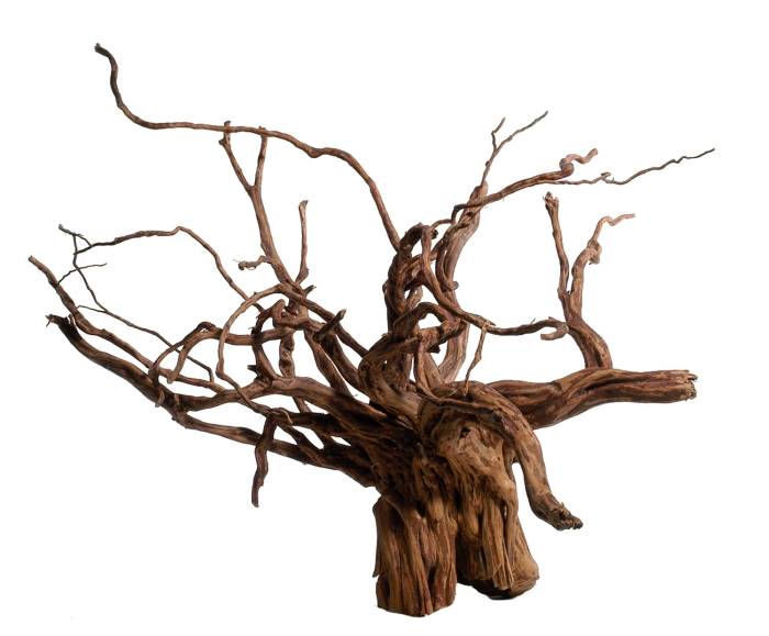 Rote Moorwurzel (45-70 cm) [P6]