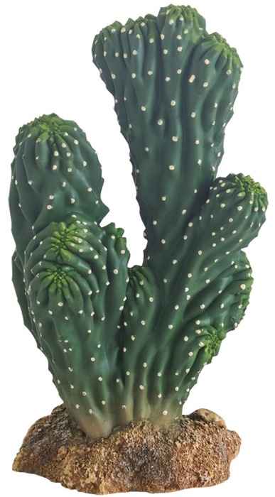 Kaktus Victoria 1 Höhe 19 cm