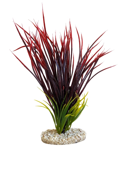 Fan grass 34 cm hoch [P6]