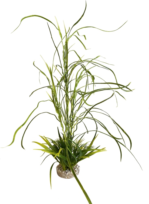 Herbe Lily 45 cm de haut [P8]