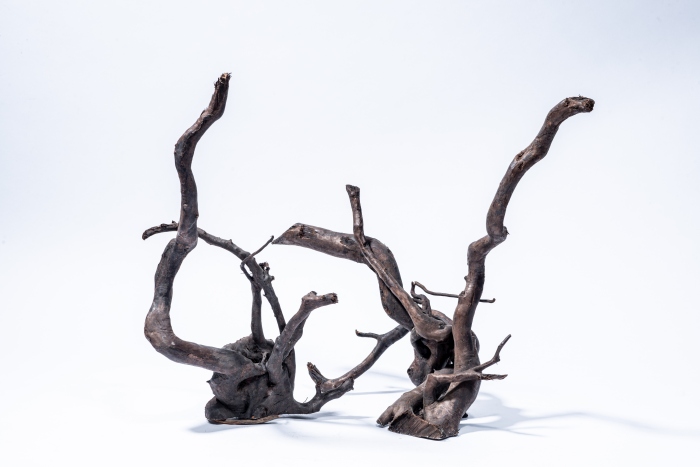 Dunkle Moorwurzel M (30-40 cm) [P5]