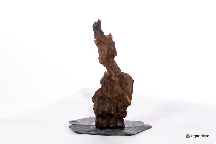 Kongo-Baum, S, Höhe: ca. 20 cm