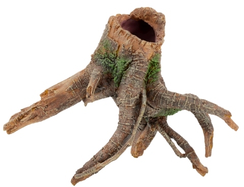 Wurzel